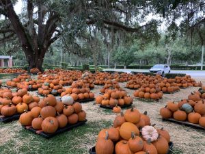 youth+pumpkin.jpg