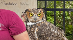 audubon.png