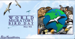 worldmigratorybirday.png