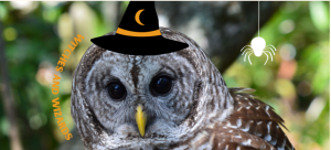 audubonbirdshalloween.png