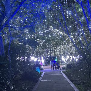 Harry P. Leu Gardens Dazzling Nights