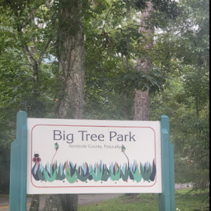 Big Tree Park