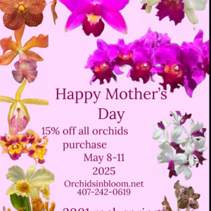 Orchids in Blooms Mother's Day Weekend deal
