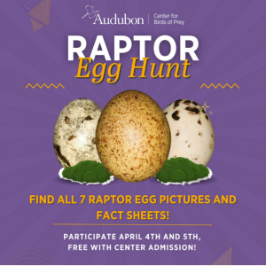 Audubon Center for Birds of Prey Raptor Egg Hunt