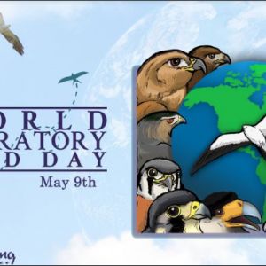 World Migratory Bird Day at Avian Reconditioning Center