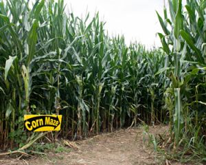 Get Lost in a Corn Maze!